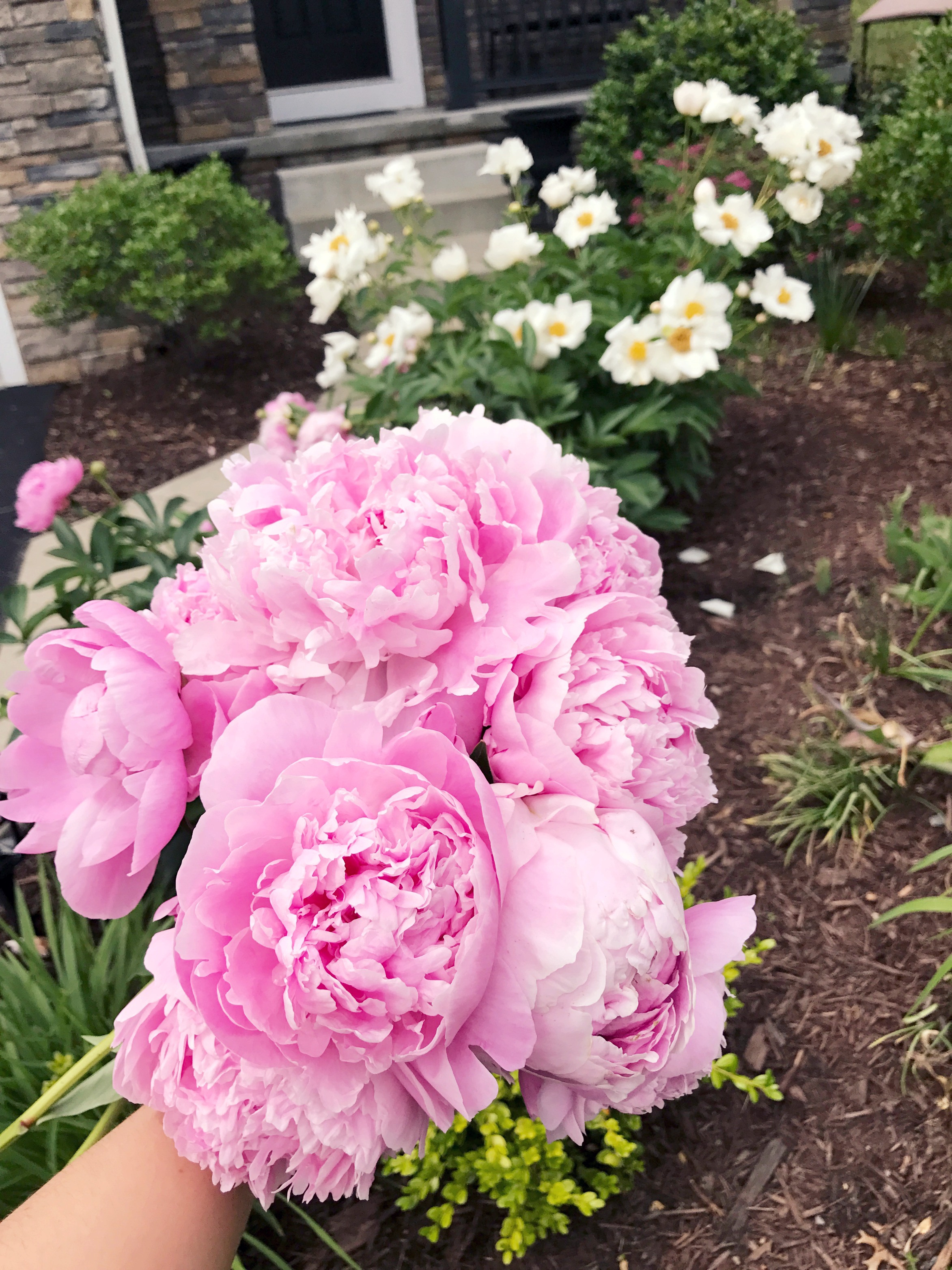 Tips For Growing Peonies In Your Garden - Zoë With Love