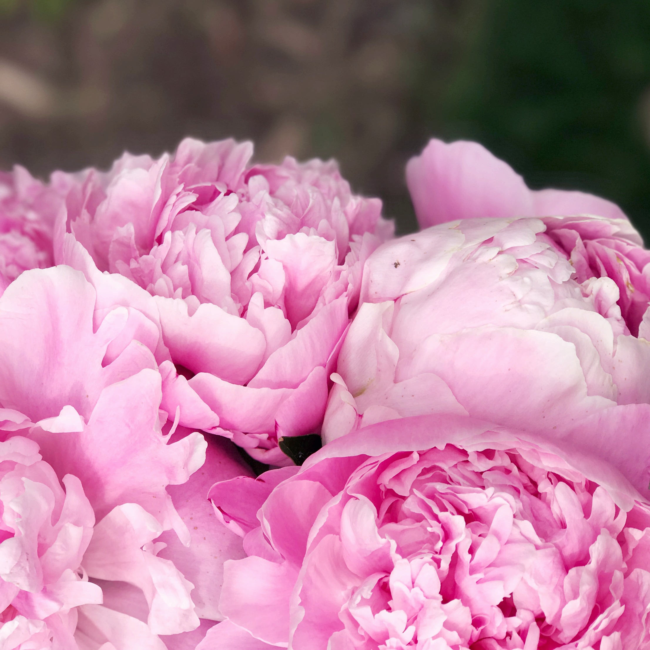 Tips For Growing Peonies In Your Garden - Zoe With Love